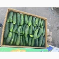Продам огурец