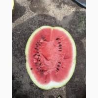 Продаєм кавун оптом