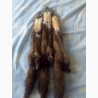 Купуємо дорого хутро шкури куниці