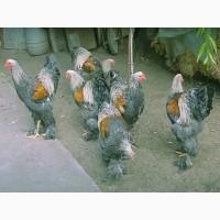 Брама срібло, синьо-оранжева, лимон. курчата, яйце інкубаційне