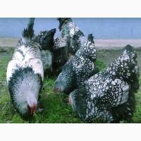 Брама срібло, синьо-оранжева, лимон. курчата, яйце інкубаційне