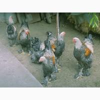 Брама срібло, синьо-оранжева, лимон. курчата, яйце інкубаційне