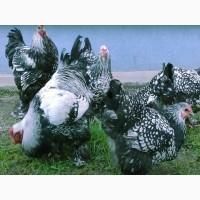 Брама срібло, синьо-оранжева, лимон. курчата, яйце інкубаційне