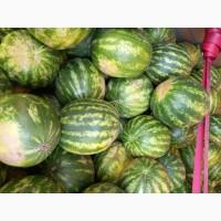 Продаємо кавун