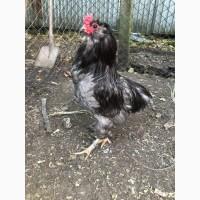 Араукана. Півень Араукана