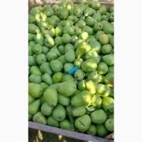 Продам грушу Олександр Лукас врожаю 2023р. 20 т