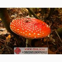 Мухомор ЧЕРВОНИЙ (Amanita Muscaria), сушені капелюшки від ZBIR. Сезон 2025