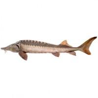 Продаем тушки осетра, бестера, стерляди