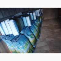 Насіння кукурузи Оржиця, Хотин, Любава, Кадр