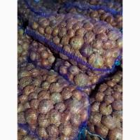 Цибуля ШТУТГАРТ БАНКО ріпчаста жовта