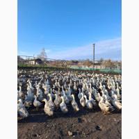 Продам тушки домашніх утей