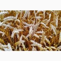 Купуємо відходи, некондицію с/г культур