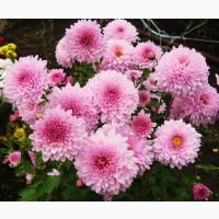 Хризантема крупноцветковая маточник дешево