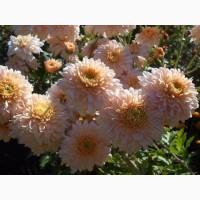 Хризантема крупноцветковая маточник дешево