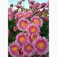 Хризантема крупноцветковая маточник дешево