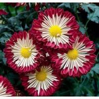 Хризантема крупноцветковая маточник дешево