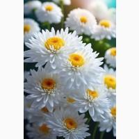 Хризантема крупноцветковая маточник дешево