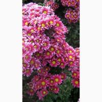 Хризантема крупноцветковая маточник дешево