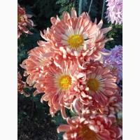 Хризантема крупноцветковая маточник дешево