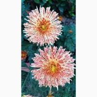 Хризантема крупноцветковая маточник дешево