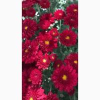 Хризантема крупноцветковая маточник дешево