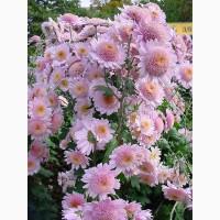 Хризантема крупноцветковая маточник дешево