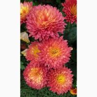 Хризантема крупноцветковая маточник дешево