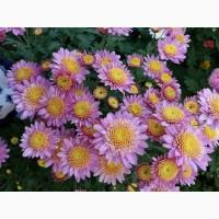 Хризантема крупноцветковая маточник дешево