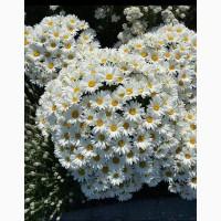 Хризантема крупноцветковая маточник дешево