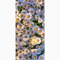 Хризантема крупноцветковая маточник дешево