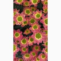 Хризантема крупноцветковая маточник дешево