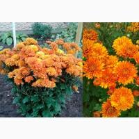 Хризантема крупноцветковая маточник дешево