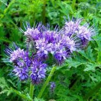 Продам насіння фацелії