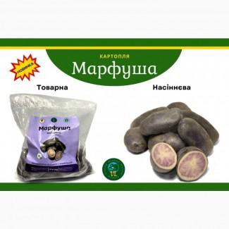 Реалізовуємо насіннєву картоплю сорту «Марфуша»