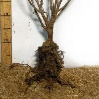 Саджанці смородини Бона