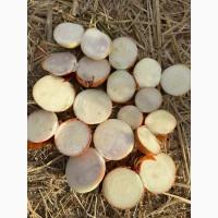 Продам цибулю на перо