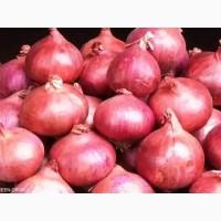 Продам цибулю та часник з Египту