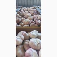 Продам цибулю та часник з Египту