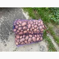 Продам картоплю Белла росса