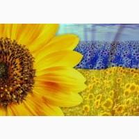 Закупаємо СОНЯШНИК. Гуртом.Дорого! по всій Україні