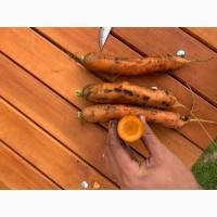 Продам моркву 1 сорт немита, вантажимо від 10 тонн