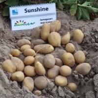 Насіннєва картопля Саншайн Київська область купити якісну, роздріб від 10 кг