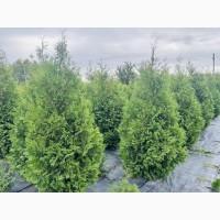 Продам Тую, Ялівець