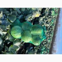 Продам капусту