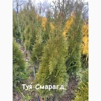Туї смарагд, кулеподібні, ялівці