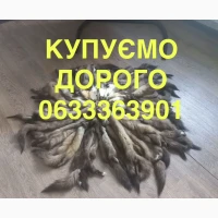 Купуємо хутро куниці лісової лесная куница Мех шкіри хутро