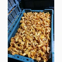 Продам гриб лисичку бланшовану заморожену