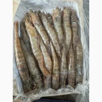 Octopus_fresh, octopus, frozen octopus	octopus tentacles bulk, octopus exporter	pulpo (ES)
