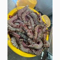 Octopus_fresh, octopus, frozen octopus	octopus tentacles bulk, octopus exporter	pulpo (ES)
