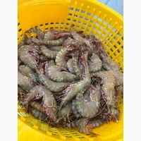 Octopus_fresh, octopus, frozen octopus	octopus tentacles bulk, octopus exporter	pulpo (ES)